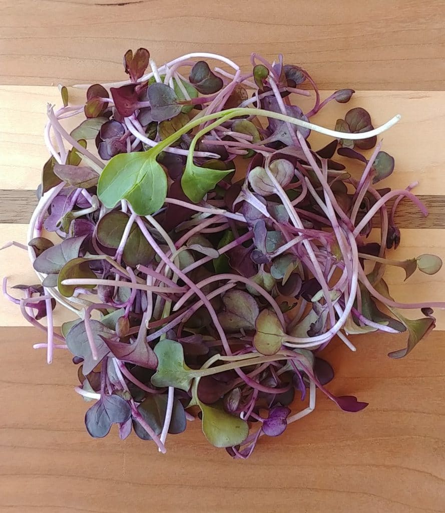 Organic Mixed Radish Microgreens, 100g Simcoe Harvest