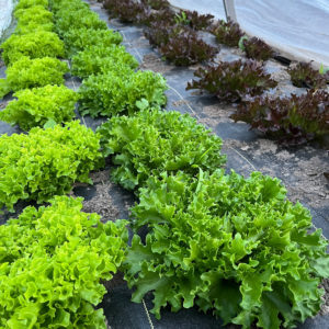 Mixed Lettuce, 142g