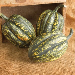 Starry Night Acorn Squash