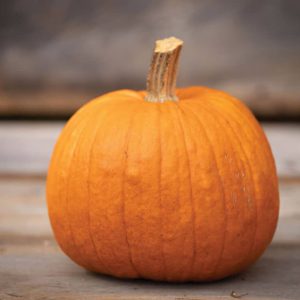 Pie Pumpkin x 1
