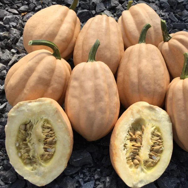 Organic Baked Potato Squash