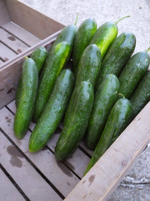 Organic Field Cucumber