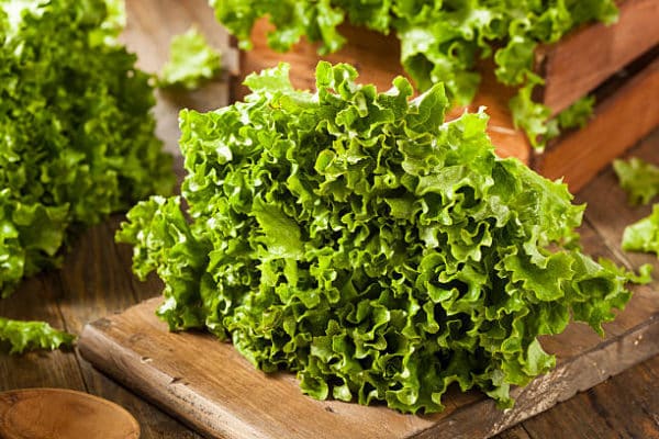 Organic Green Leaf Lettuce