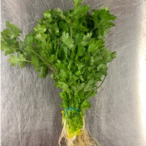 Cilantro, bunched
