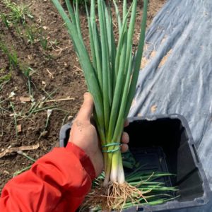 Organic Green Onions, bunched